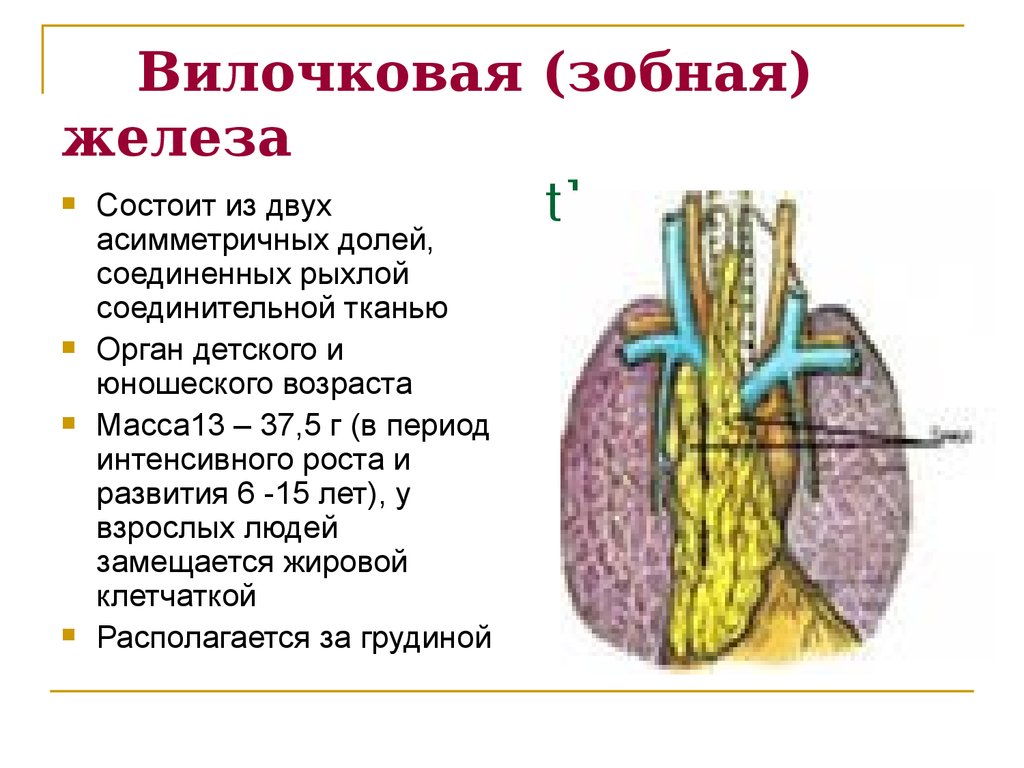 Какой цифрой на рисунке обозначен тимус