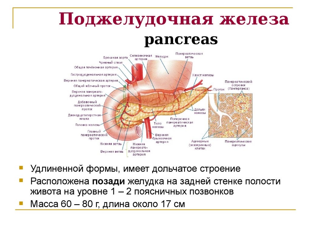 Поджелудочная железа pancreas