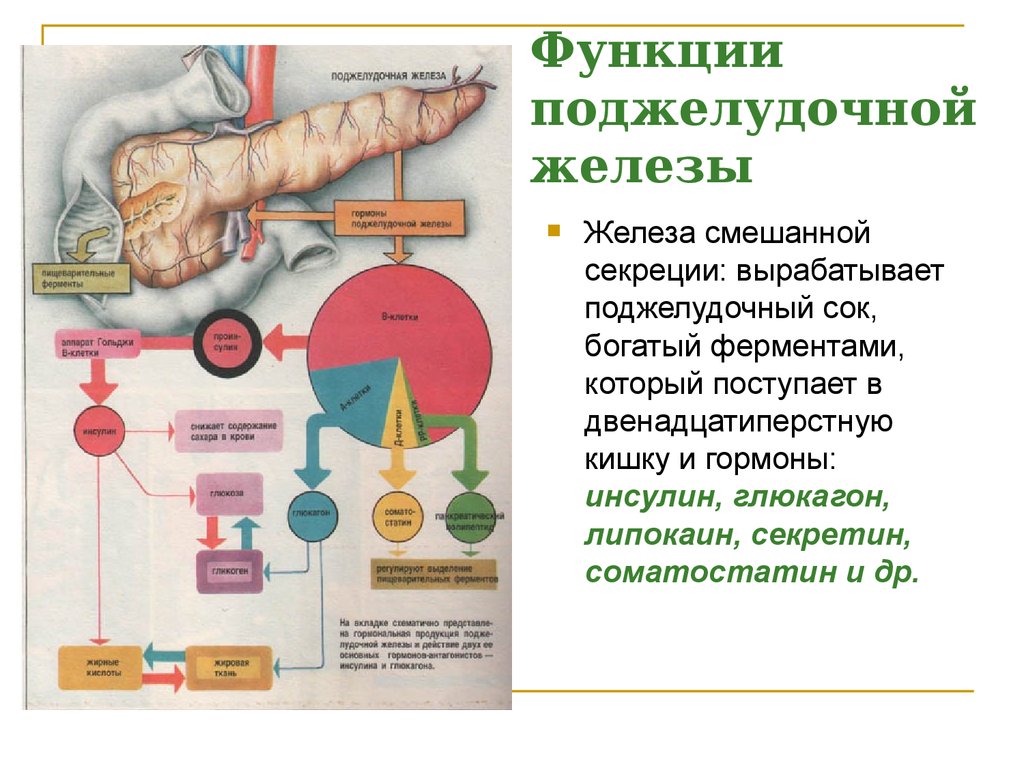 Поджелудочная железа функции железы. Поджелудочная железа анатомия функции. Поджелудочная железа выполняет функцию. Функции поджелудочной железы человека. Основные функции поджелудочной железы.