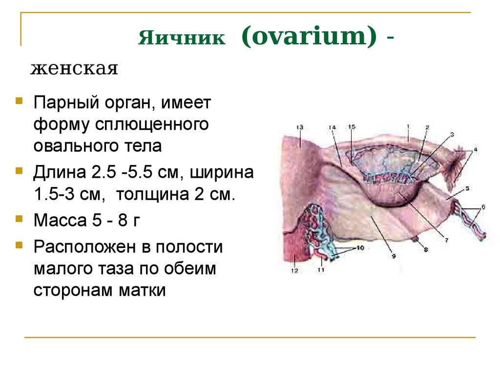 Яичник (ovarium) - женская половая железа
