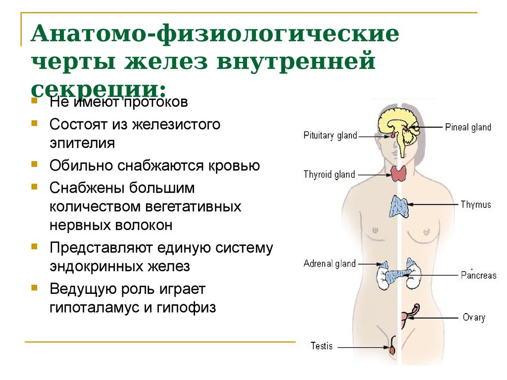 Железы внутренней секреции человека рисунок с подписями