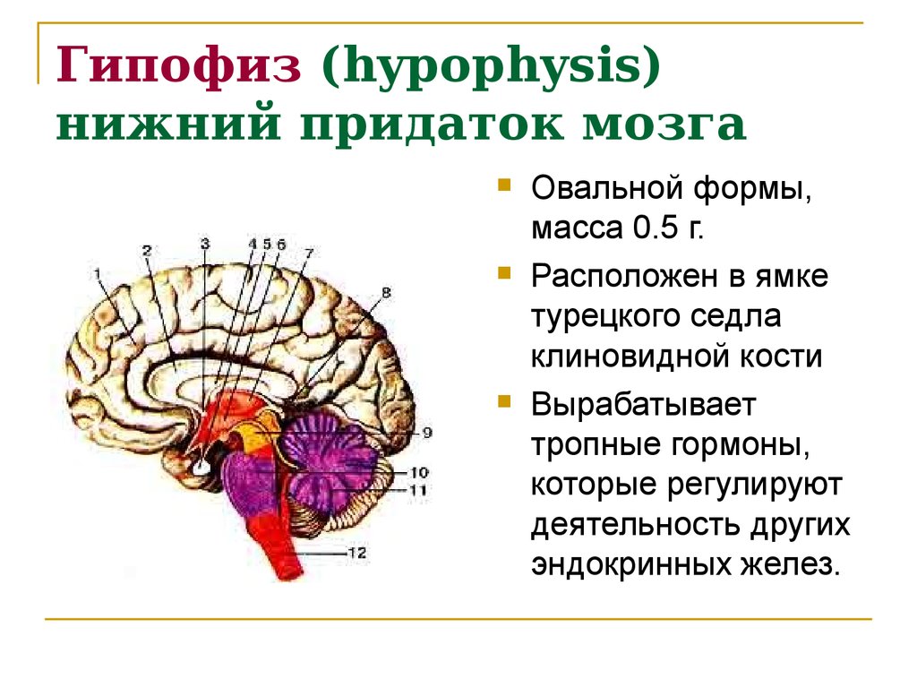 Гипофиз (hypophysis) нижний придаток мозга