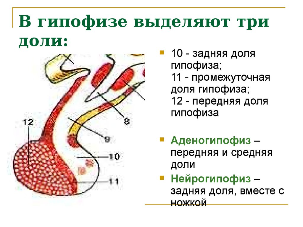 Гипофиз картинка строение