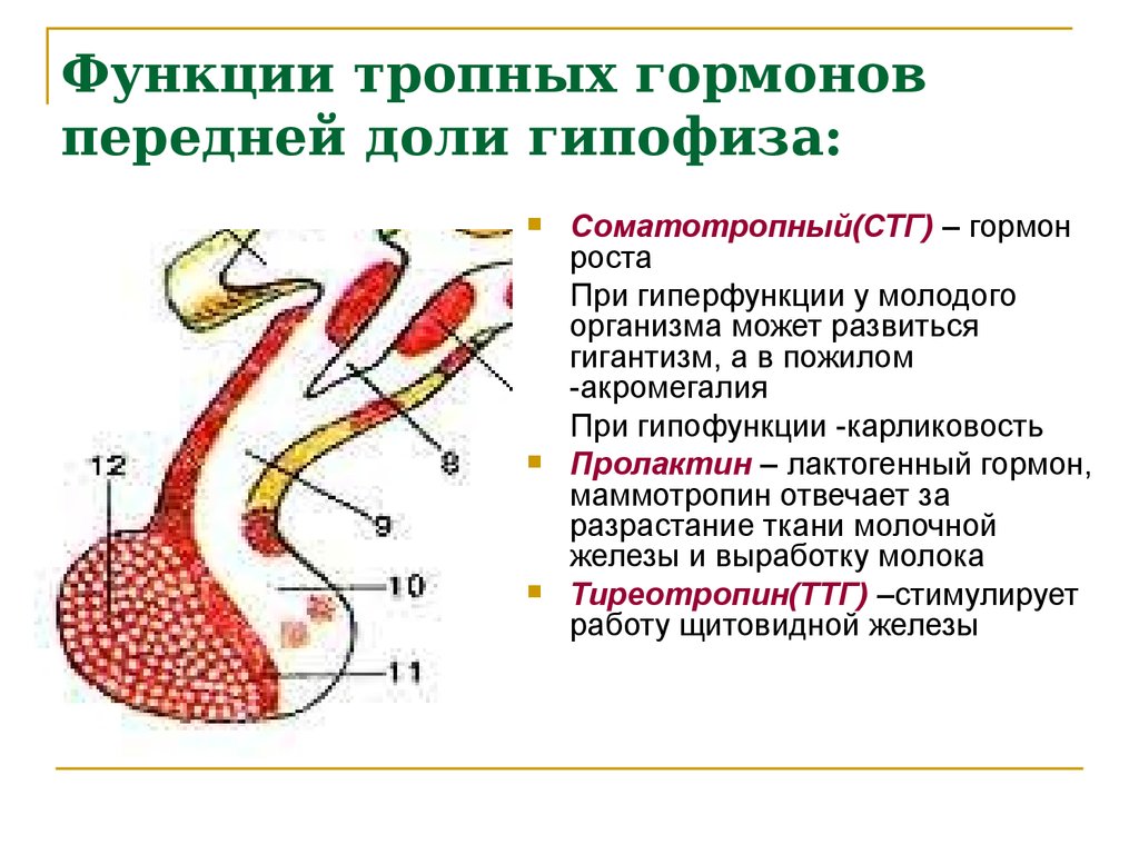 Презентация гормоны и медиаторы иммунной системы