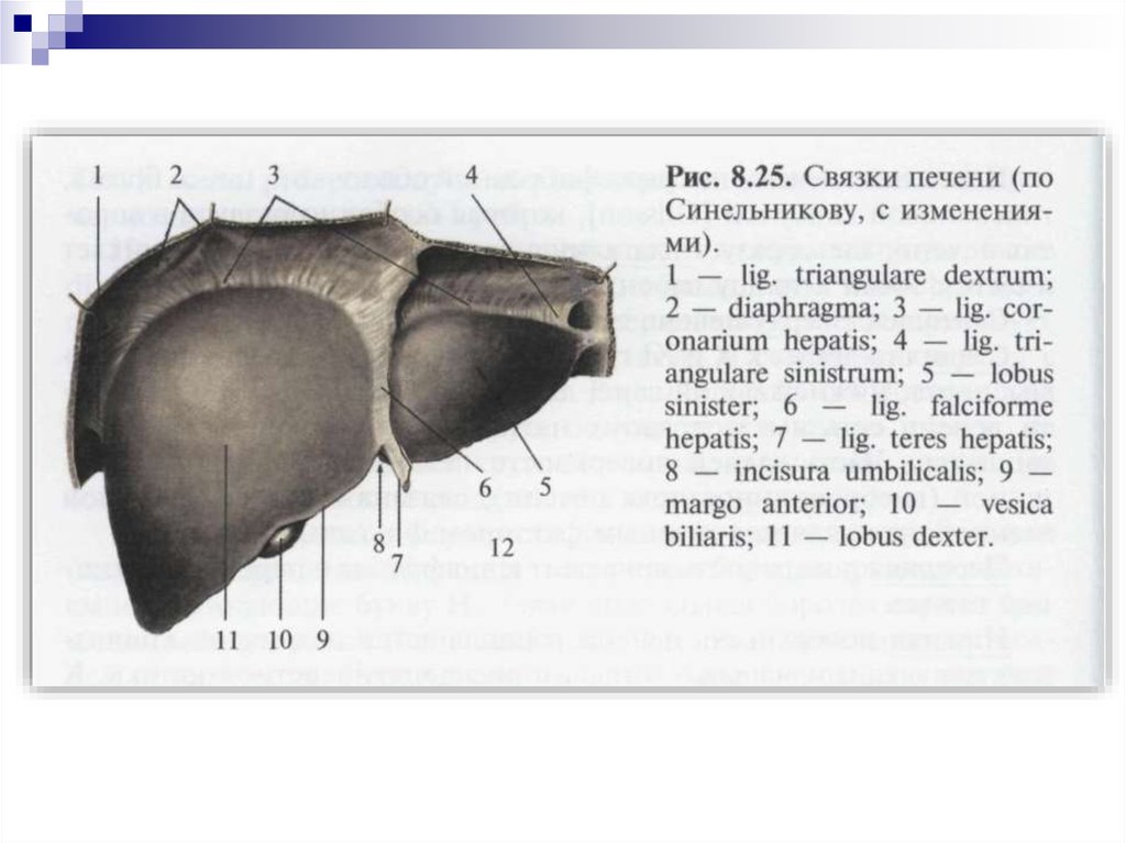 Связки печени. Печень анатомия человека Синельников. Круглая связка печени латынь. Связки печени схема.