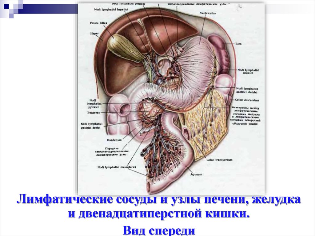 Лимфоузлы ворот печени. Лимфатические узлы ворот печени. Лимфоузлы ворот печени анатомия. Лимфатические узлы печени,желчного пузыря. Подвздошные лимфоузлы и печень.