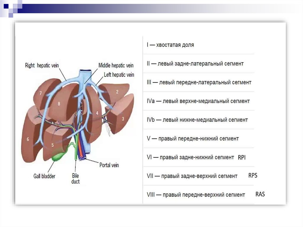 Сегмент 1 4. Латеральный сегмент левой доли печени. Хвостатая доля печени анатомия. Хвостатая доля печени сегменты. Печень левая доля s3.