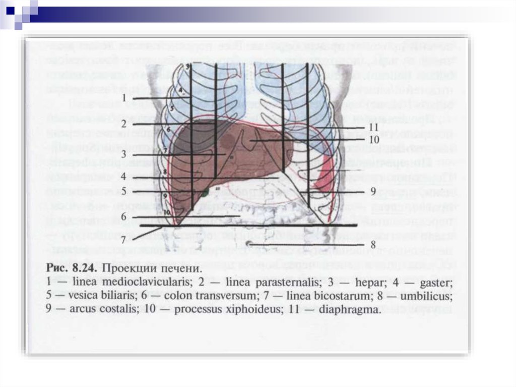 Границы проекции. Печень топографическая анатомия схема. Топография печени скелетотопия. Скелетотопия печени нижняя граница. Границы печени анатомия схема.