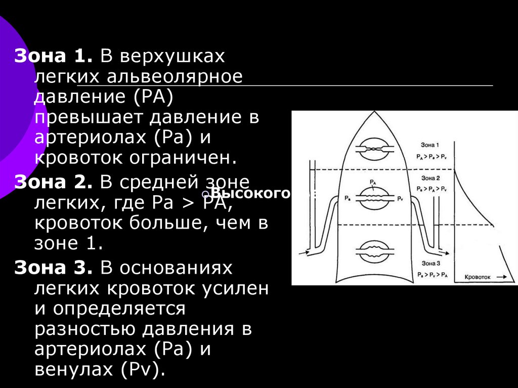 Верхушки легких в норме