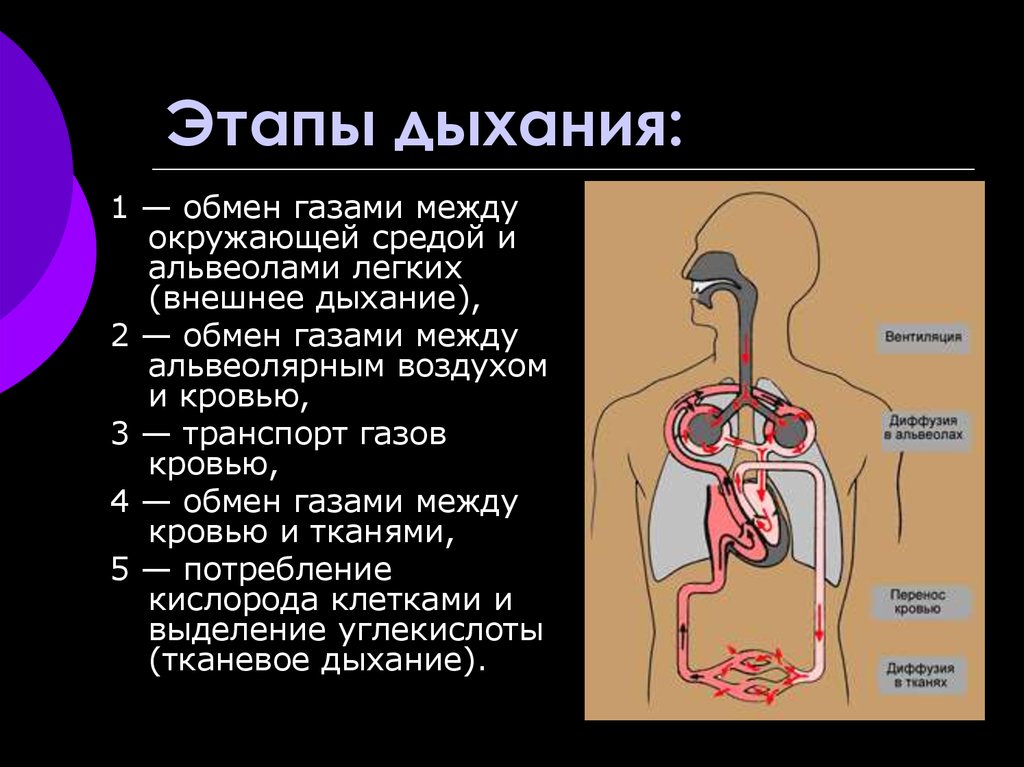 Газы в организме человека. Этапы внешнего дыхания физиология. Этапы дыхания в процессе вдоха. Схема этапов процесса дыхания. Этапы дыхания три этапа.