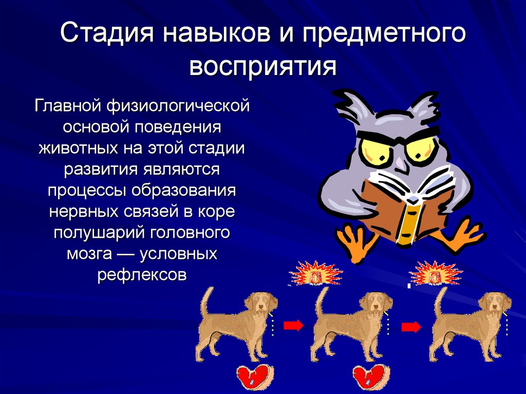 Включи навык животные. Стадия навыков и предметного восприятия. Стадия предметного восприятия у животных. У животных на стадии навыков и предметного восприятия развивается. Навыки поведения у животных.