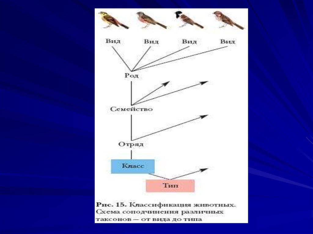 Укажите правильную схему классификации животных вид род семейство отряд класс тип