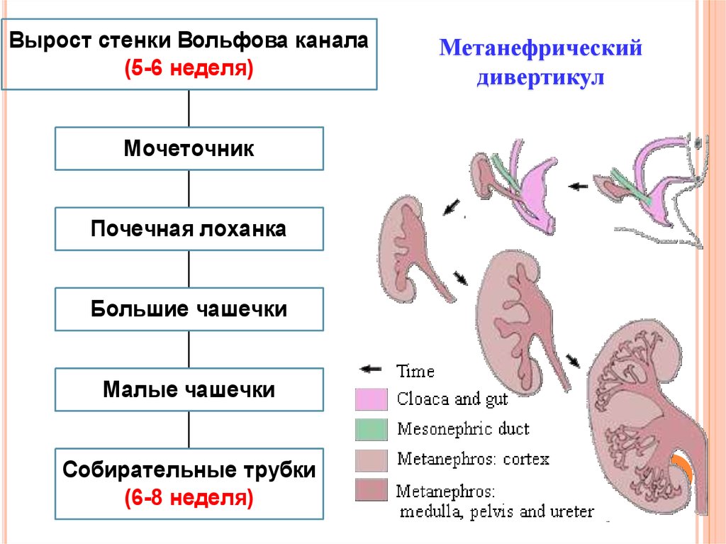 Эмбриогенез дыхательной системы презентация