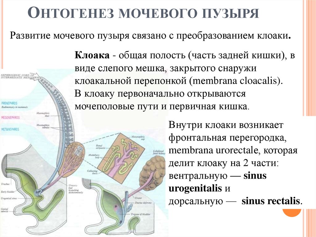 Эмбриогенез дыхательной системы презентация