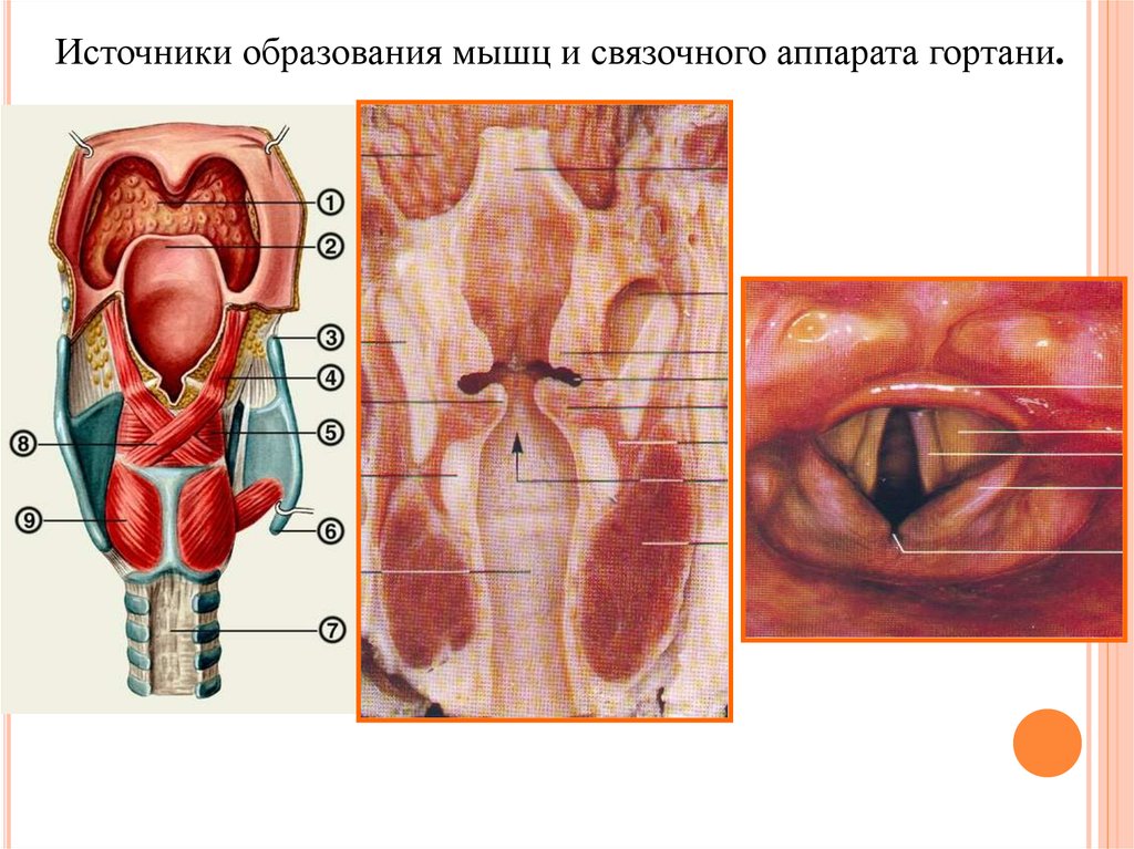 Образование мышц. Мышечный аппарат гортани. Связочный аппарат гортани. Устанавливающий и напрягающий аппарат гортани. Установочные аппараты гортани.