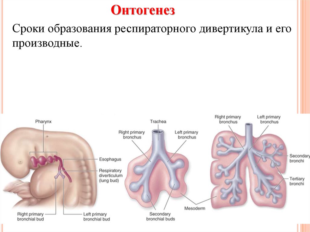 Развитие дыхательной системы. Респираторный дивертикул. Дивертикулы трахеи и бронхов.