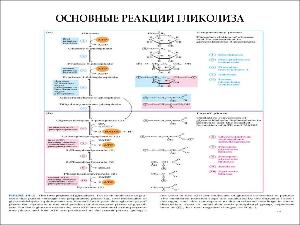 Гликолиз последовательность реакций. Схема гликолиза биохимия. Аэробный гликолиз биохимия схема. Гликолиз биохимия реакции схема. Энергодающие реакции гликолиза.