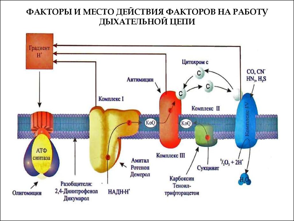 Фактор места. Схема действия ингибиторов дыхательной цепи. Дыхательная цепь митохондрий биохимия. Электронно транспортная цепь переноса электронов. Схема ЭТЦ митохондрий.