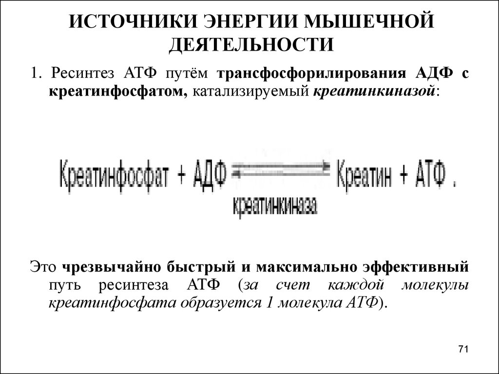 Источник энергии для мышечного сокращения