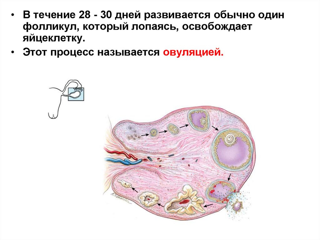Овуляцией называется выход яйцеклетки. Женский половой орган. Функции оболочек яйцеклетки. Миниатюризация фолликула.