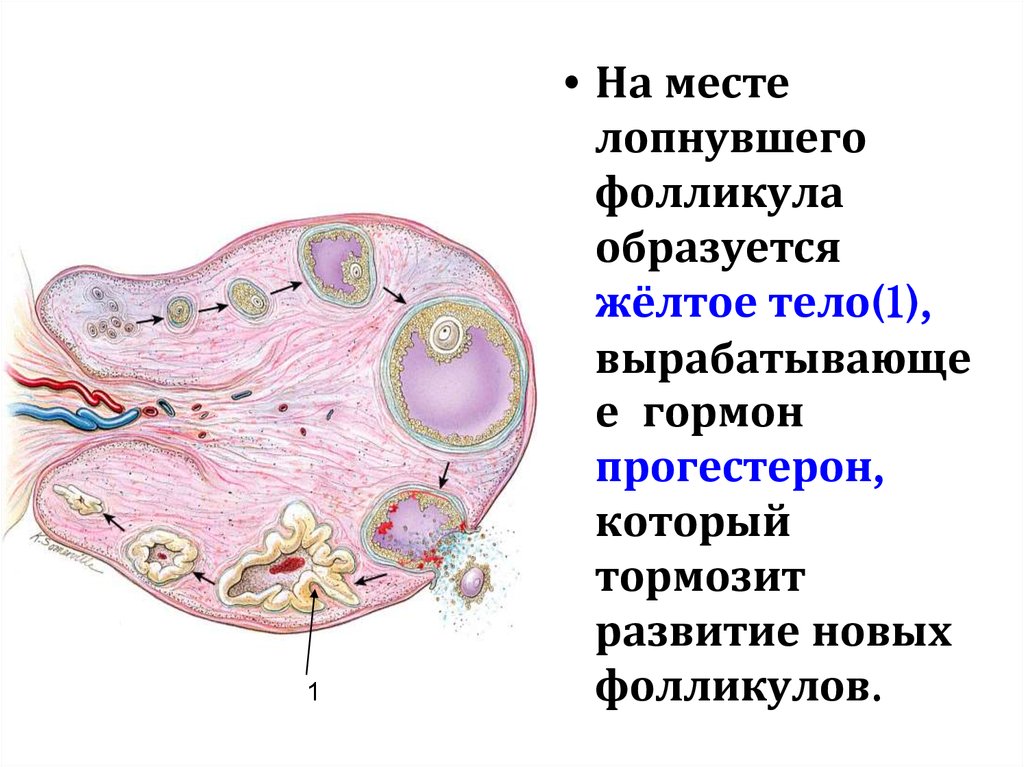 Большие половые органы женщин. Женские половые органы фолликулы. Процесс выхода яйцеклетки из фолликула в брюшную полость.. Яйцеклетка в брюшной полости. Разрыв фолликула и выход яйцеклетки в брюшную полость это.