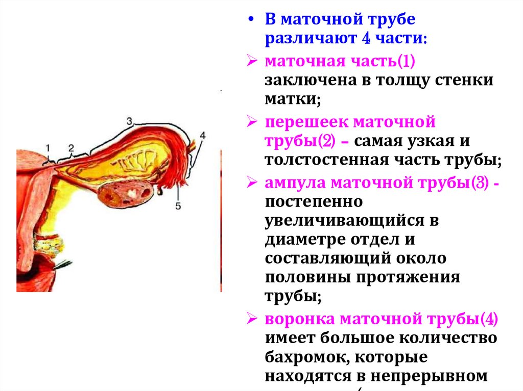 Женские половые органы лекция. Перешеек маточной трубы. Узкая часть маточной трубы. Строение наружных женских органов гинекология схема.