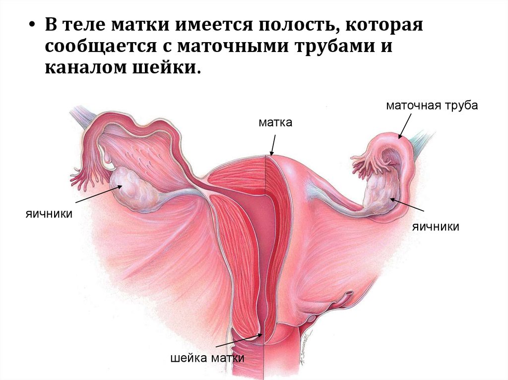 Слизистая матки отторгается. Гиперплазия слизистой оболочки матки. Гиперплазия эндометрия.