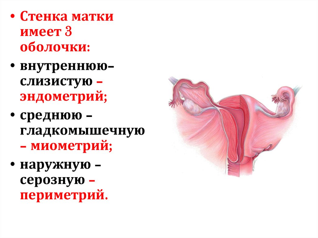 Внутренняя оболочка маточных труб. Анатомия и физиология женской половой системы. Миометрий женские половые органы. Физиология женской половой системы животных. Особенности женской половой системы