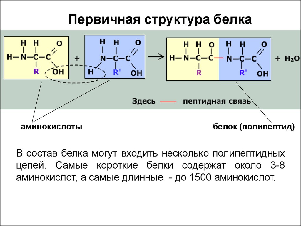 3 структура белков. Органические вещества белки строение структуры. Первичная структура аминокислот. Структура белка аминокислоты. Первичная структура белка аминокислоты.