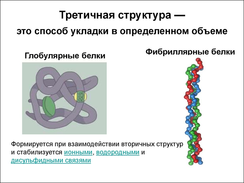 Фибриллярный структурная амилаза б ферментативная. Структура белка фибриллярные белки. Третичная структура фибриллярного белка. Фибрилла структура белка. Третичная глобулярная структура белка.