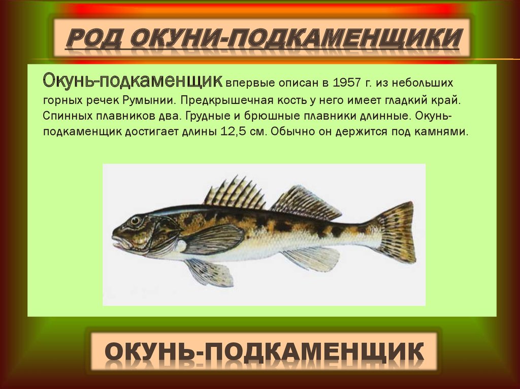 Рыба из окуневых. Представители окуневых. Окуневые виды рыб. Характеристика семейства окуневых. Семейство окуневых рыб названия.
