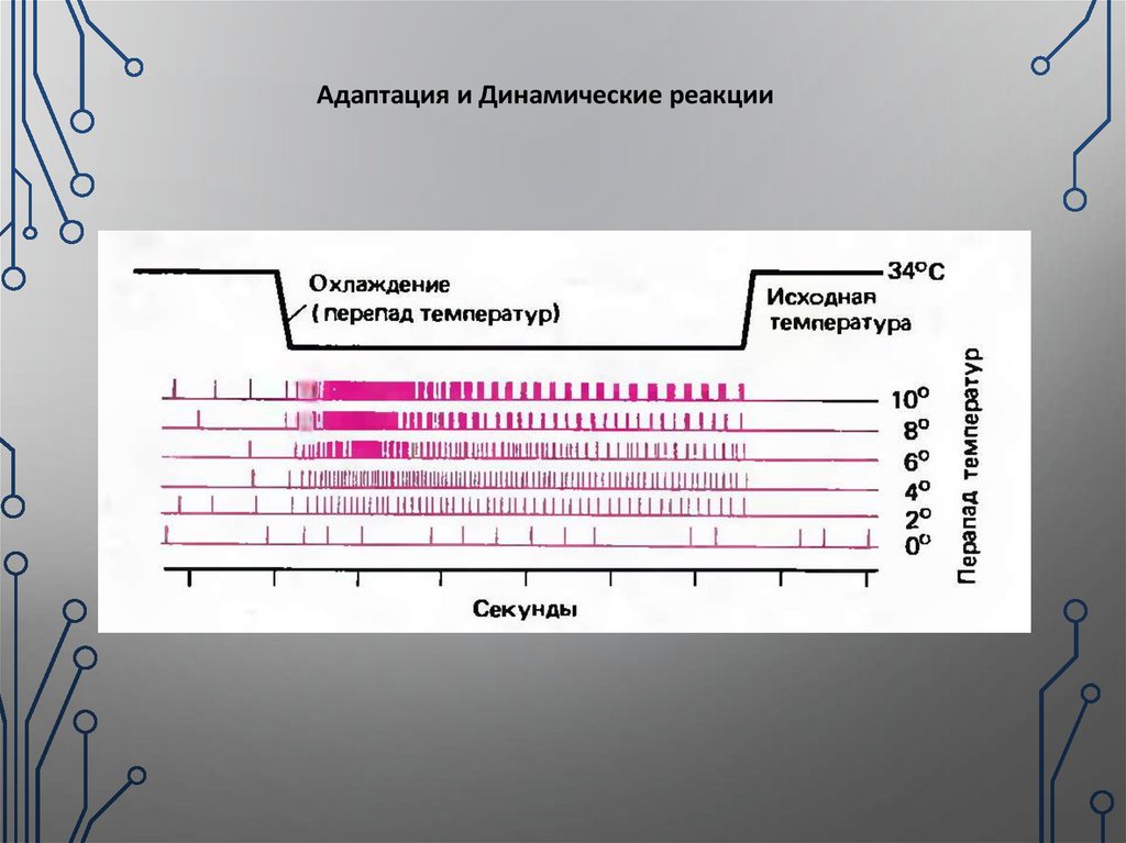 Адаптация терморецепторов. Динамические реакции. Динамическая адаптация. Динамическии реакции температура.