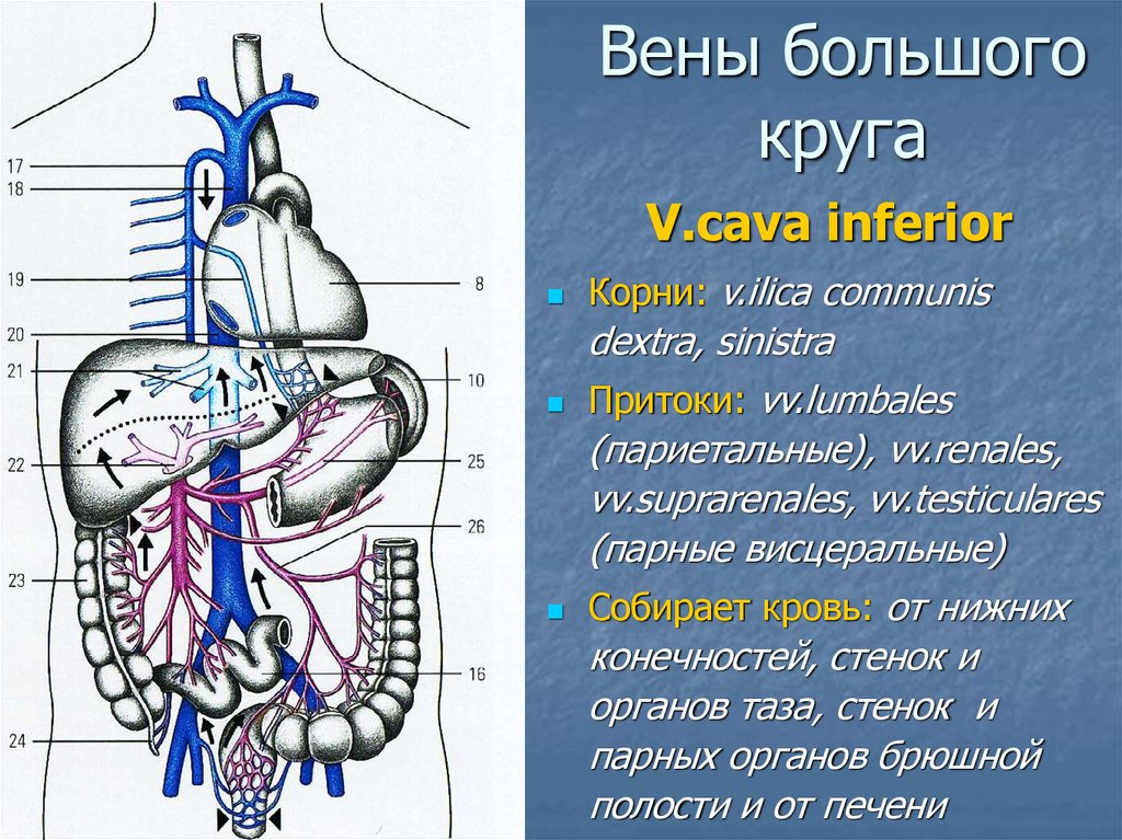 Висцеральные притоки нижней полой. Система вен большого круга кровообращения. Нижняя полая Вена висцеральные притоки. Схема вен большого круга кровообращения человека. Корни Vena Cava Superior.