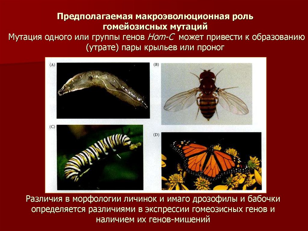 Какую роль в эволюционном процессе играет борьба. Эволюционная роль мутаций. Мутация насекомых. Роль мутаций в эволюционном процессе. Гомеозисные мутации.