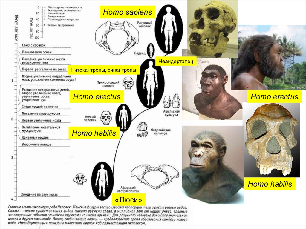 Homo erectus homo sapiens. Синантроп и неандерталец. Синантроп и неандерталец различия таблица. Объем головного мозга синантропа и неандертальца. Синантроп презентация.