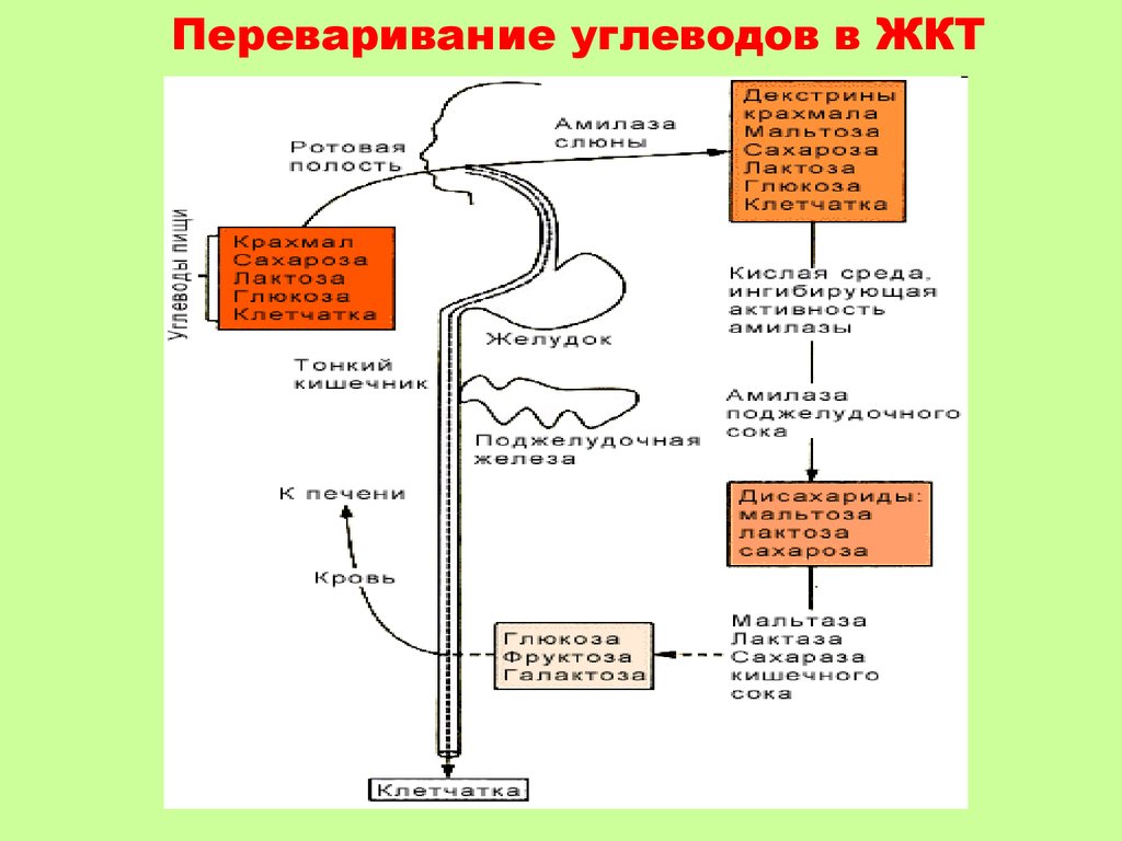 Схема переваривания липидов в жкт