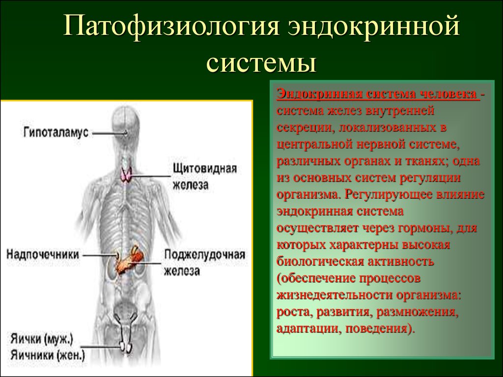 Какие железы связаны с эндокринной системой. Эндокринная система железы секреции. Функции эндокринная система железы внутренней секреции. Функции эндокринной системы патфиз. Патофизиология нервной и эндокринной систем.