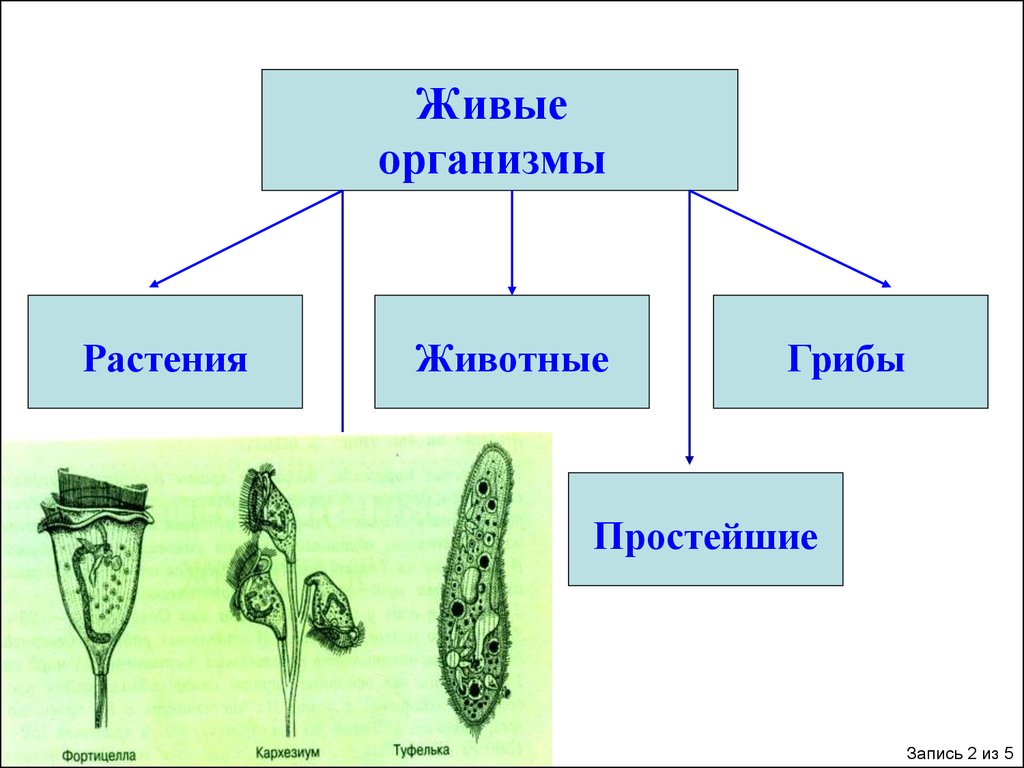 Схема живое существо. Организм растения. Урок 1. биология – наука о живой природе. Растение живой организм. Животные растения грибы протисты.