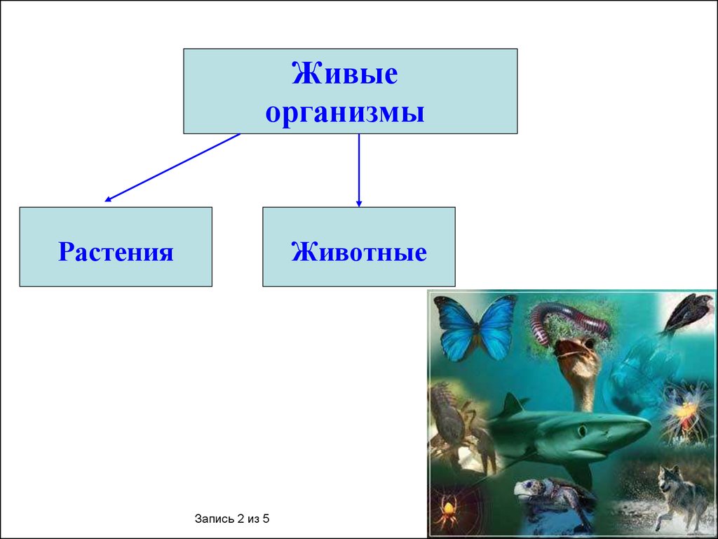 Живая природа какая наука. Биология 1 урок. 1. Науки о живой природе;. Урок номер 1 биология наука о живой природе. Тест по биологии 9 класс наука биология о живой природе.