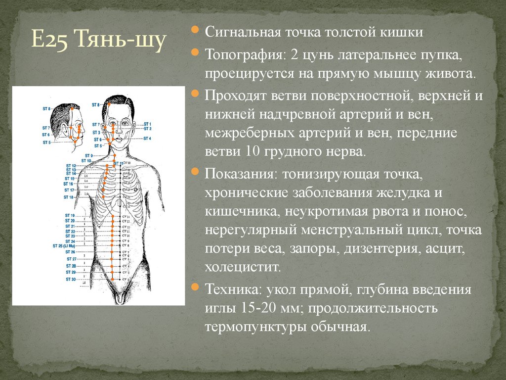 25 точка. Меридиан желудка топография точек. 25 Е точка меридиана желудка. Точка e25 Тянь Шу. Меридиан желудка топография акупунктурных точек.