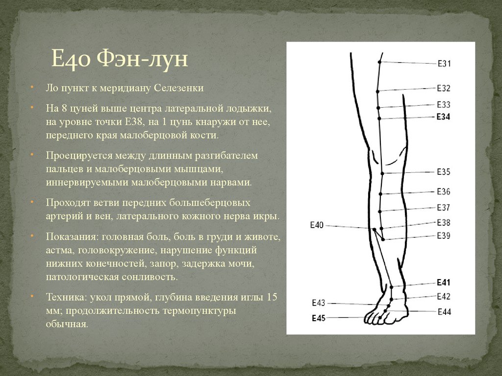 Точка 36. Точка Цзу-Сань-ли Меридиан. Меридиан желудка топография акупунктурных точек. E40 точка акупунктуры.