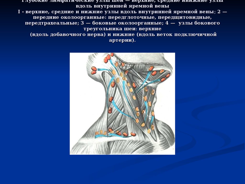 Лимфоузел в мышце. Средние яремные лимфоузлы. Шейные лимфоузлы анатомия. Строение мышц шеи спереди лимфоузлы.