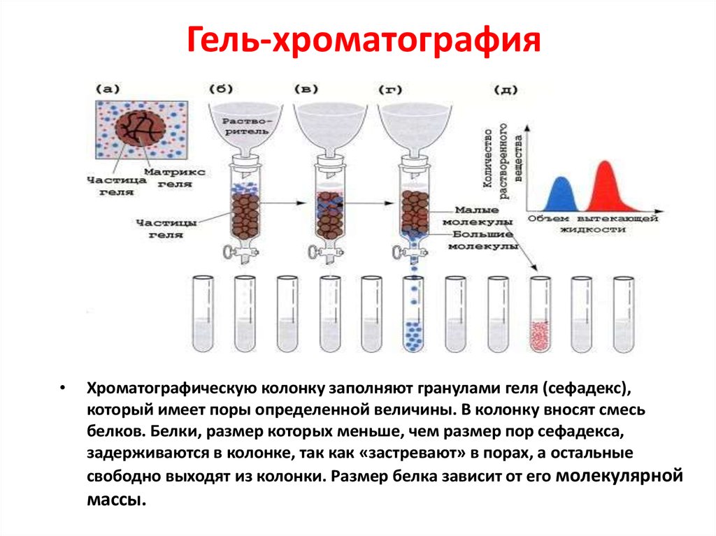 Метод гель фильтрации