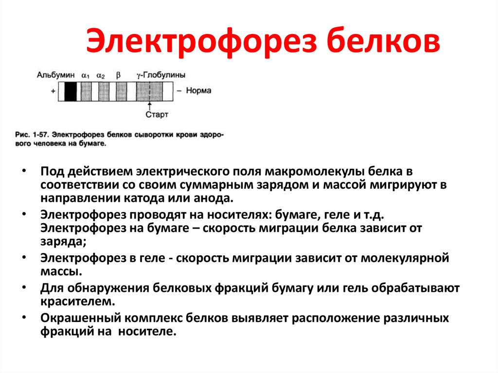 Электрофорез белков. Электрофорез белков принцип метода. Разделение белков методом электрофореза. Метод электрофореза сыворотки крови. Электрофорез метод исследования белков.