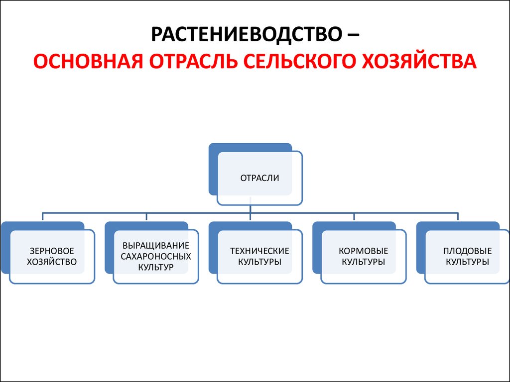 Основные отрасли. Отрасли растениеводства. Схема отраслей растениеводства. Главные отрасли растениеводства. Отрасли полеводства схема.