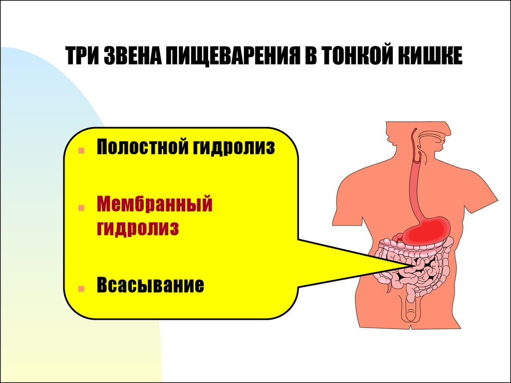 Пищеварение в кишке. Три звена пищеварения в тонкой кишке. Гидролиз в пищеварении. Пищеварение в тонком кишечнике физиология.