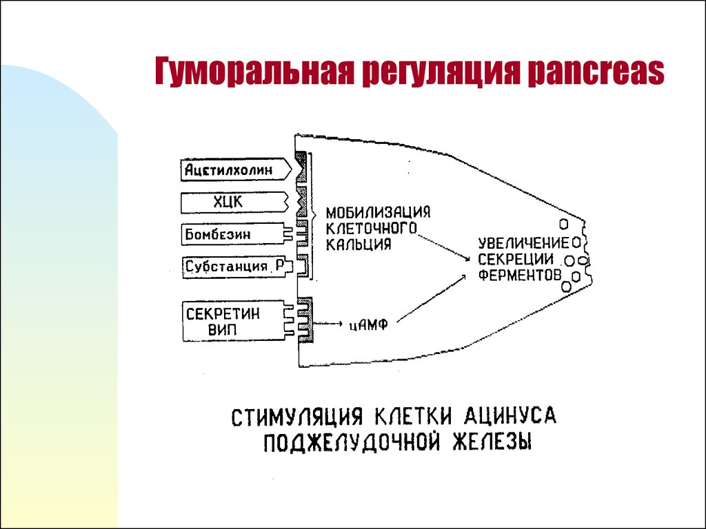 Схема регуляции пищевого поведения