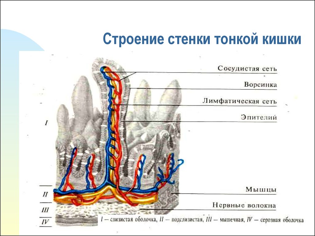 Строение тонкого кишечника. Строение внутреннего слоя тонкого кишечника. Послойное строение тонкой кишки. Строение слоев тонкого кишечника. Строение слизистой оболочки тонкой кишки.