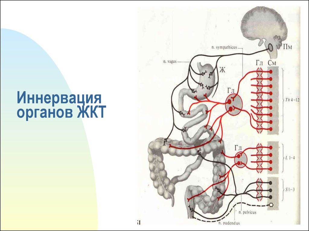 Иннервация органов. Вегетативная иннервация толстой кишки. Иннервация толстой кишки схема. Иннервация Толстого кишечника схема. Иннервация различных отделов толстой кишки.