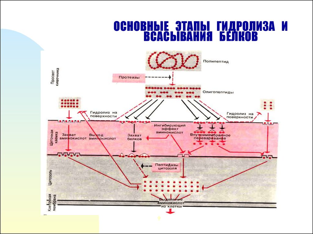 Белки всасываются в тонком кишечнике. Основные этапы гидролиза и всасывание белков. Всасывание белков физиология. Всасывание белков схема физиология. Основные этапы гидролиза и всасывания белков физиология.
